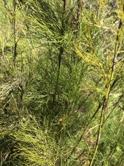 Baloskion tetraphyllum