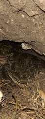 Rhinella arenarum