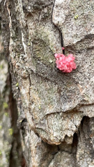 Tulasnella aurantiaca