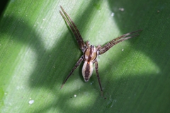 Arachosia praesignis