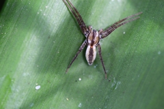 Arachosia praesignis