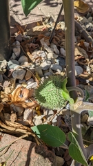 Datura