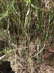 Baloskion tetraphyllum