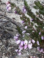 Erica hirtiflora