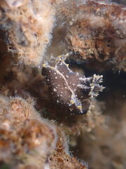 Polycera hedgpethi