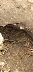 Rhinella arenarum