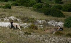 Tragelaphus oryx oryx