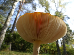 Amanita muscaria