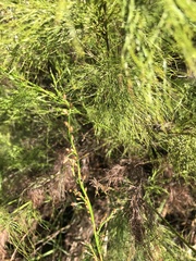 Baloskion tetraphyllum