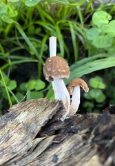 Psathyrella spintrigera