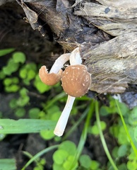 Psathyrella spintrigera