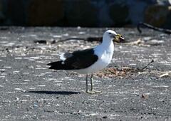 Larus dominicanus vetula
