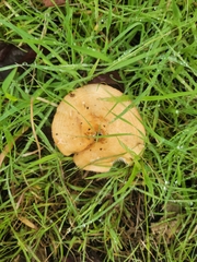 Lactarius alnicola
