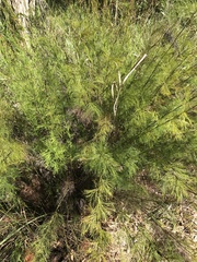 Baloskion tetraphyllum