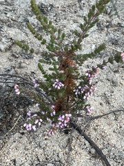 Erica hirtiflora