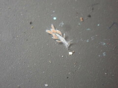 Trinchesia albocrusta