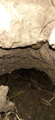 Rhinella arenarum