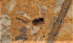Brachymyrmex