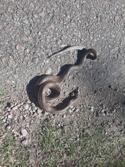 Paraphimophis rusticus