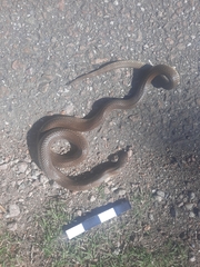 Paraphimophis rusticus