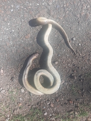 Paraphimophis rusticus