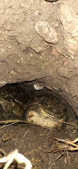 Rhinella arenarum