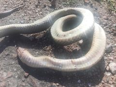 Paraphimophis rusticus