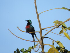 Cinnyris erythrocercus