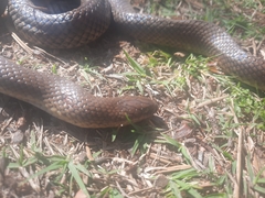 Paraphimophis rusticus