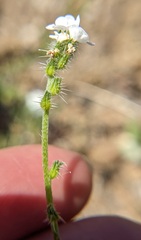 Cryptantha decipiens