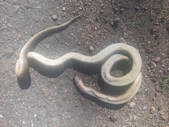 Paraphimophis rusticus