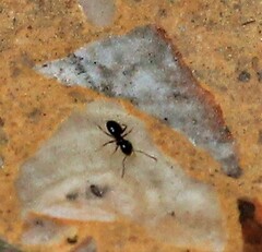 Brachymyrmex
