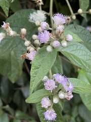 Cyrtocymura scorpioides