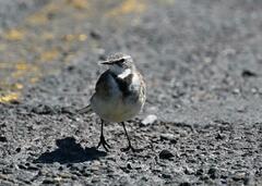 Motacilla capensis capensis