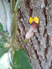 Aristolochia praevenosa