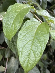 Cyrtocymura scorpioides