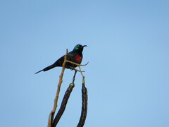 Cinnyris erythrocercus