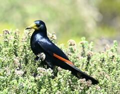 Onychognathus morio morio