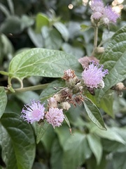 Cyrtocymura scorpioides