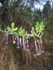 Dunalia brachyacantha