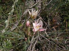 Calochortus lyallii
