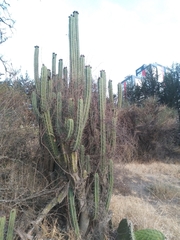 Trichocereus bridgesii