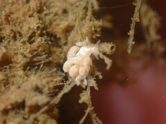 Trinchesia albocrusta