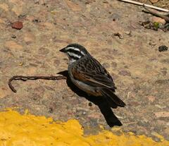 Emberiza capensis capensis
