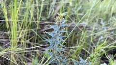 Melichrus urceolatus