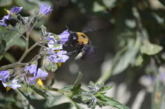 Xylocopa rufidorsum