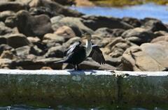 Phalacrocorax carbo lucidus