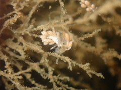 Trinchesia albocrusta