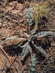 Astragalus mollissimus