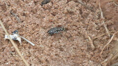 Cicindela ocellata